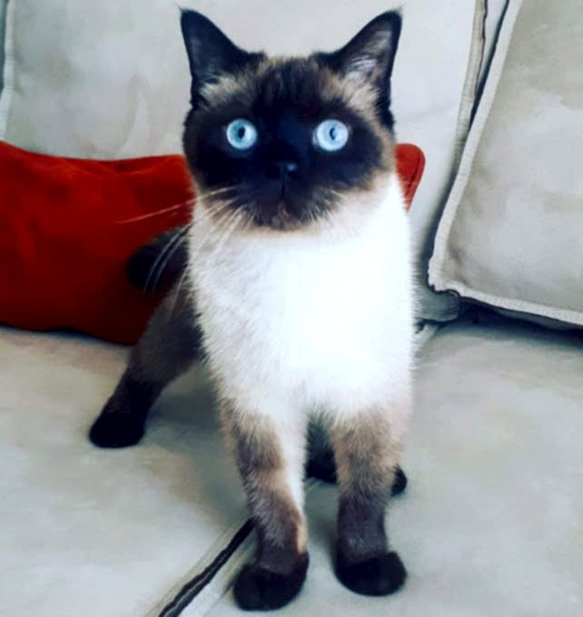 kedioteli