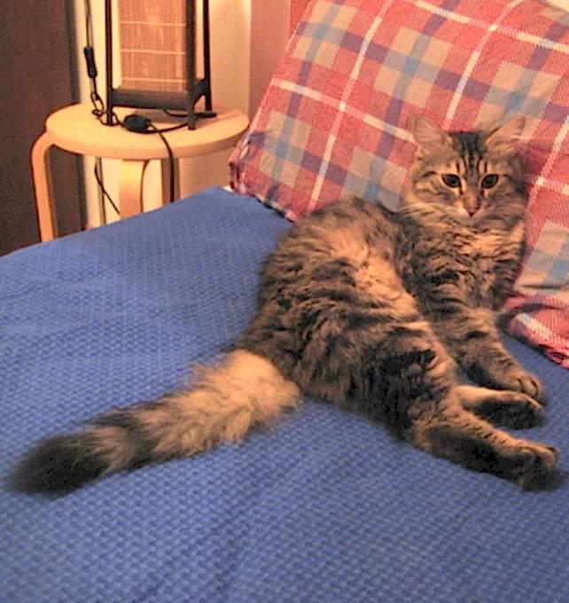 kedioteli
