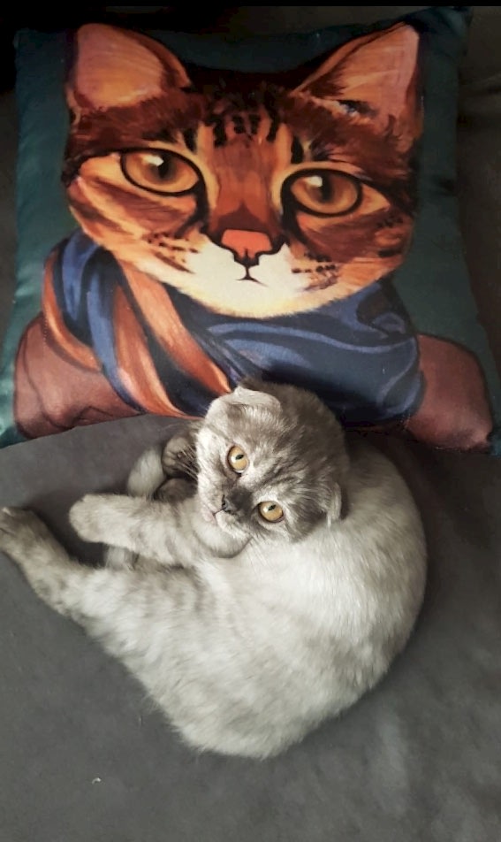 kedioteli