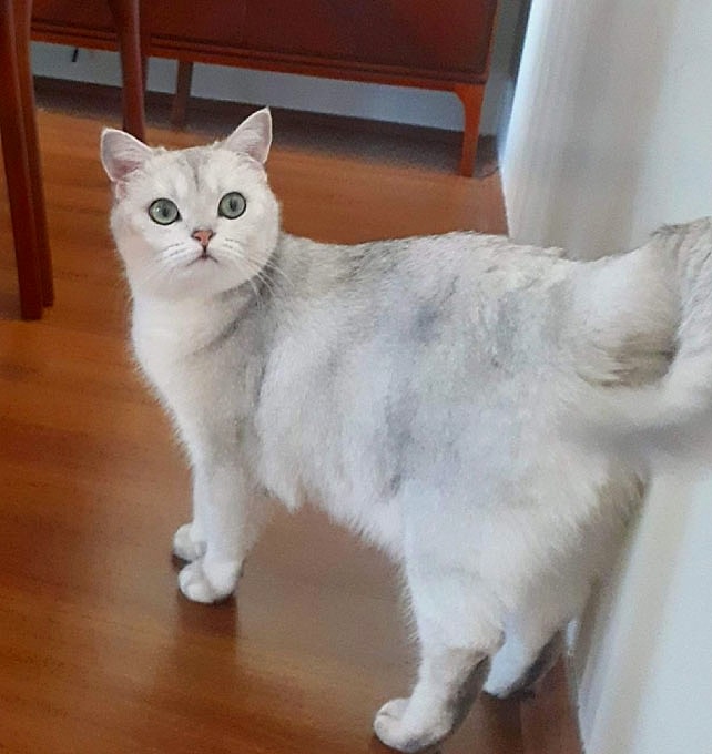 kedioteli